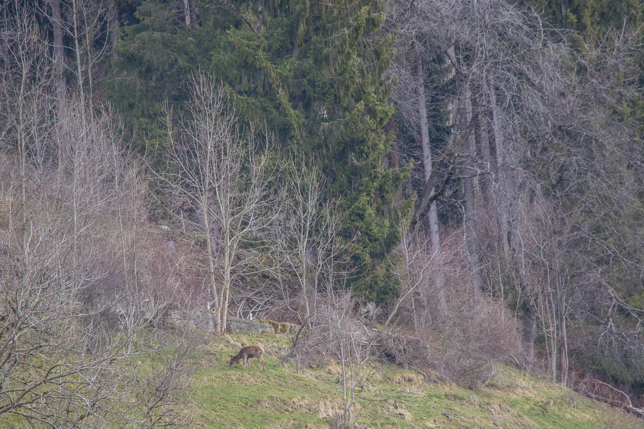 Hirschküche am Hang