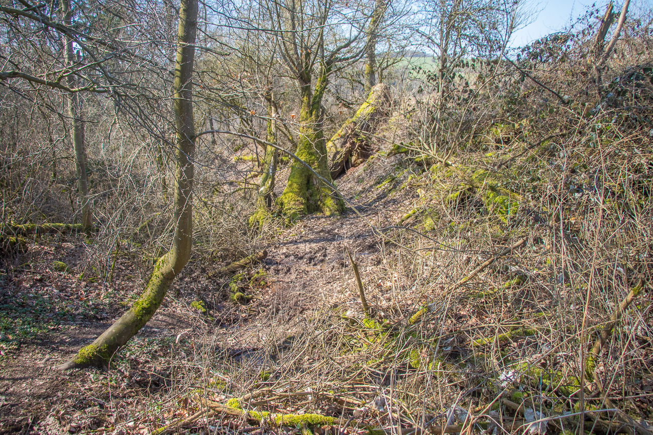 Ein schmaler Pfad schlängelt sich durch's Unterholz