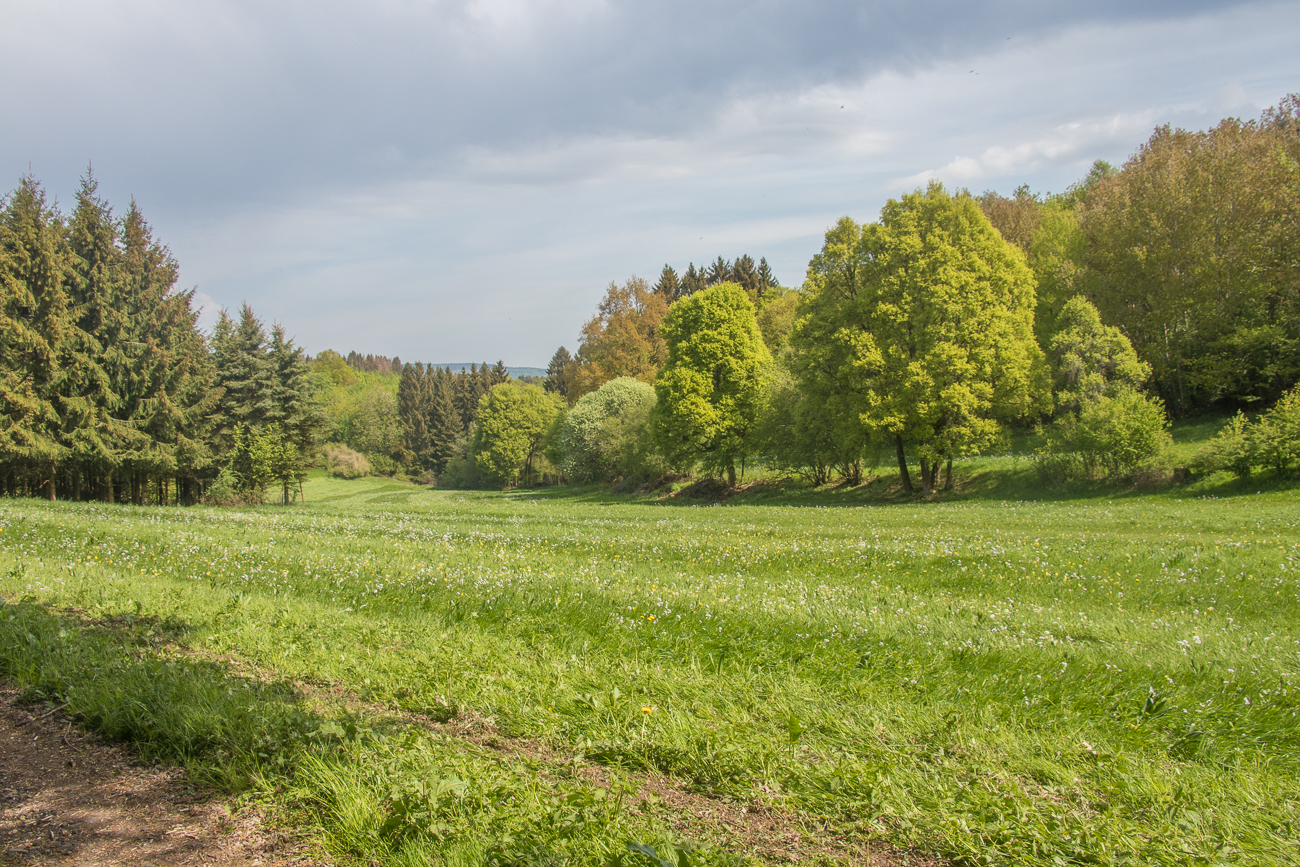 Wiesen und Wälder leuchten in allen Grüntönen 