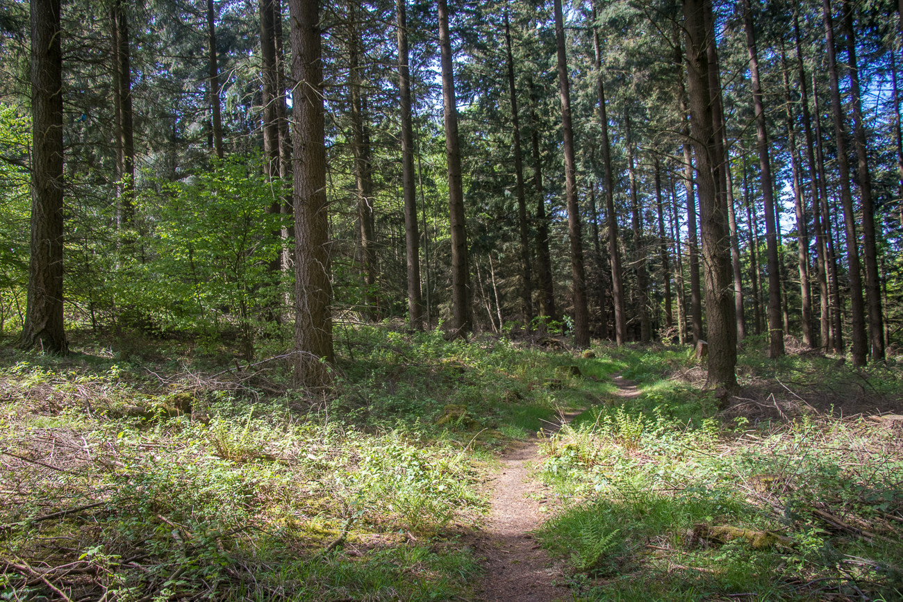 Vom dunklen Wald ... 