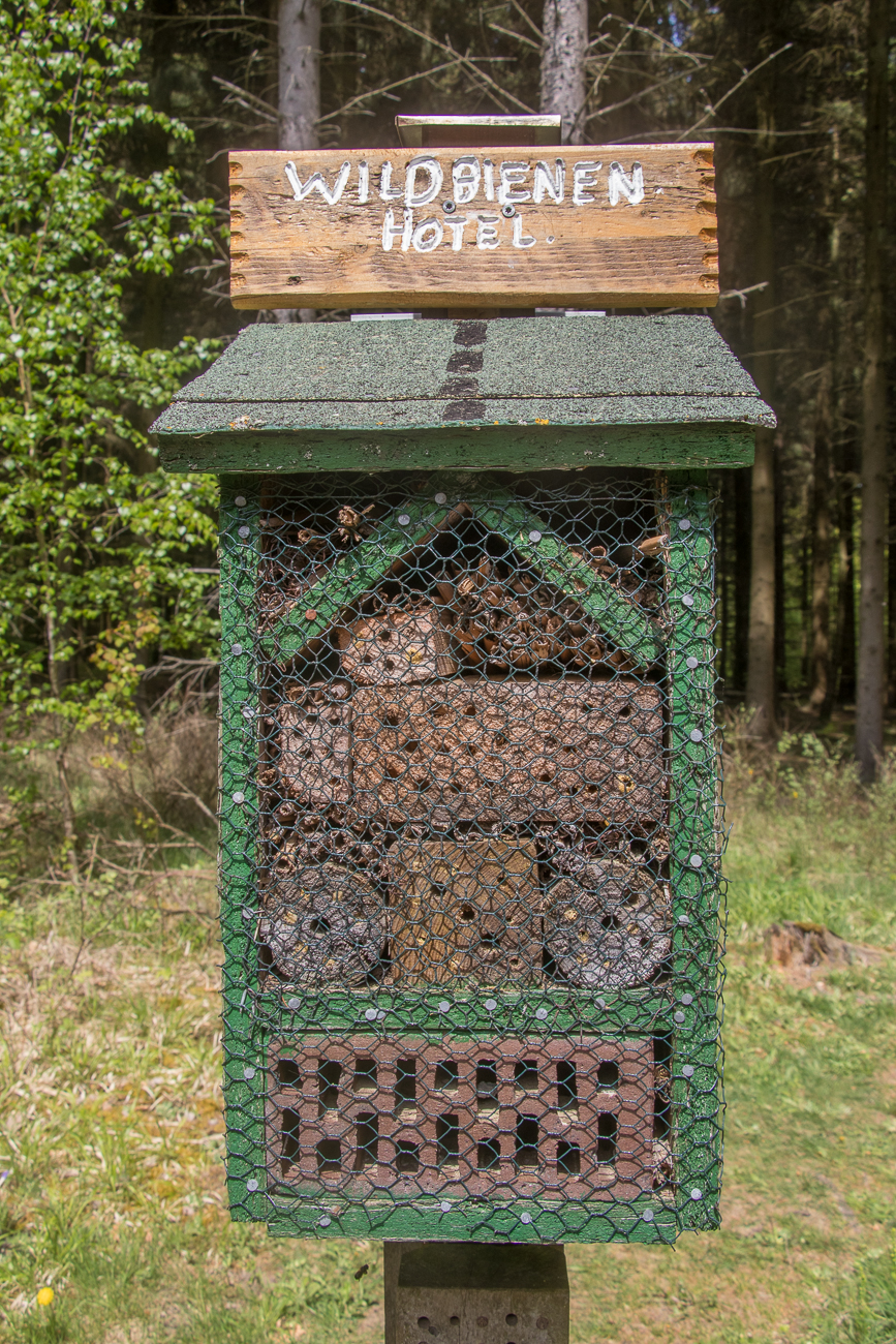 ... zu Wildbienen ... 