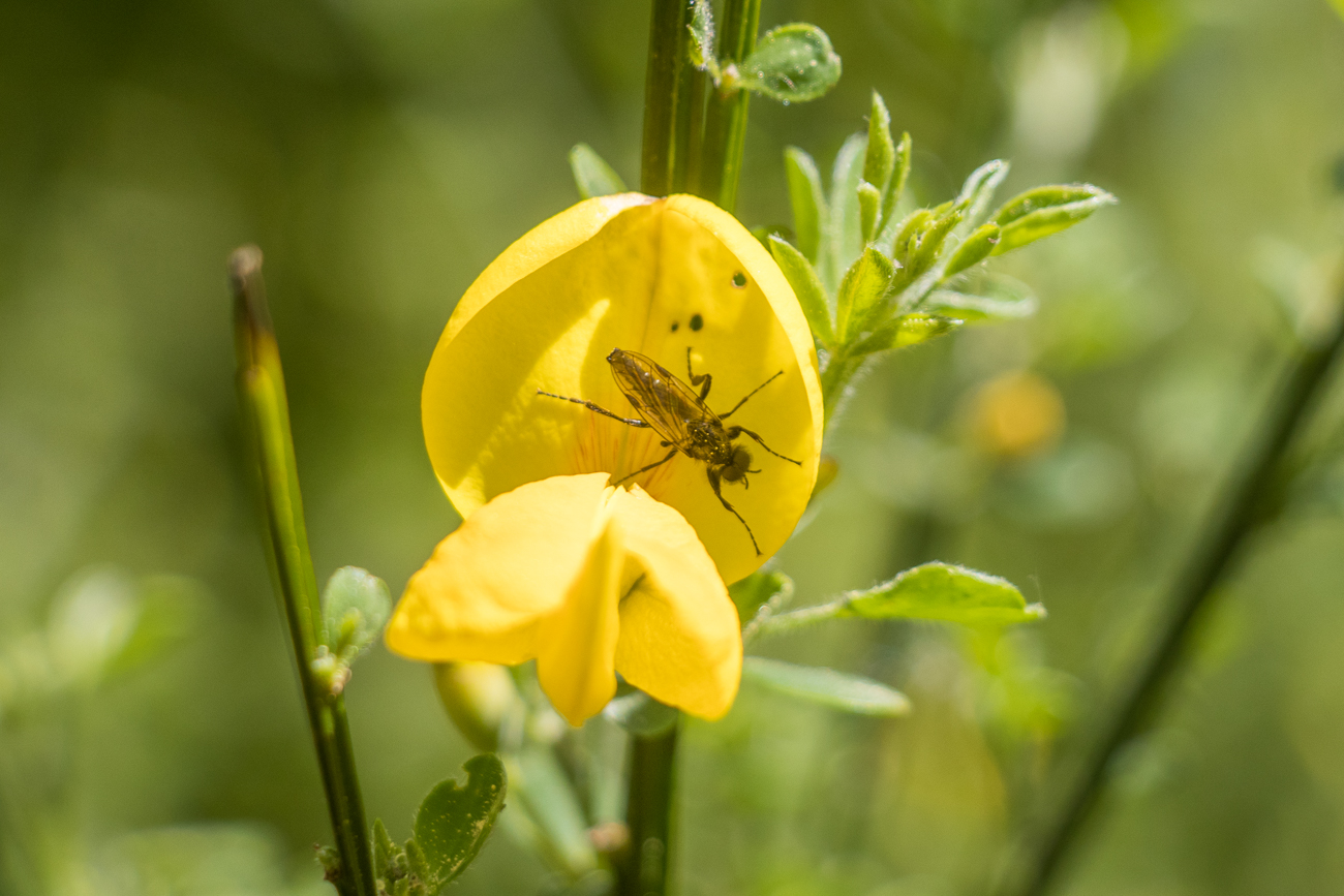 Da freuen sich auch die Insekten 