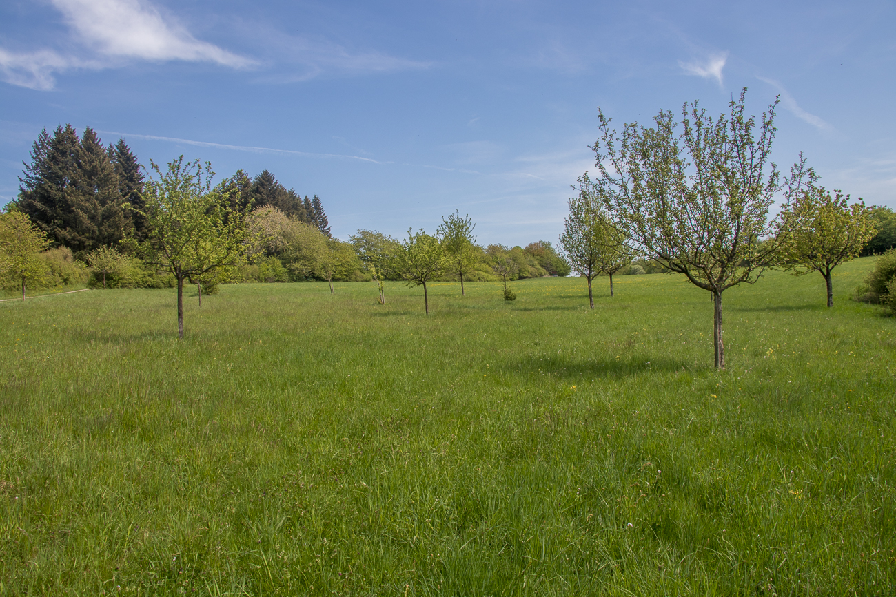 Streuobstwiese