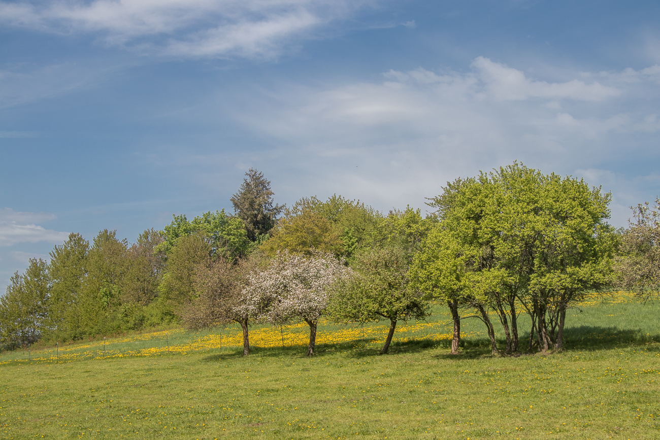 Streuobstwiese ... 