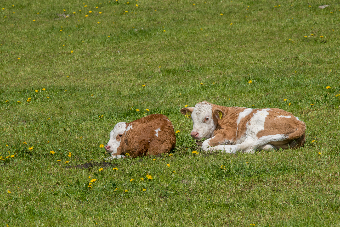 ... mit Kälbchen 