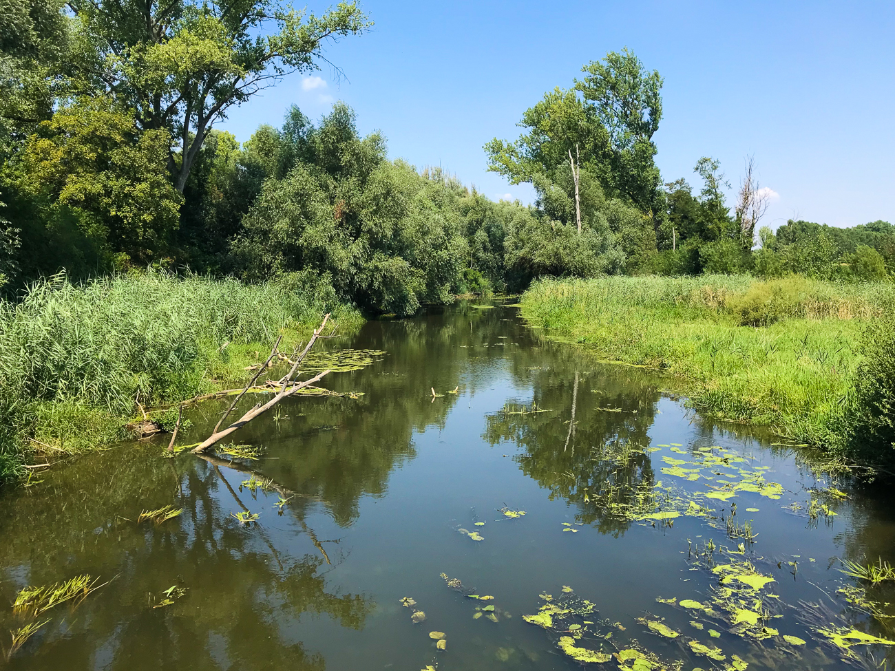 An einem Altrheinarm