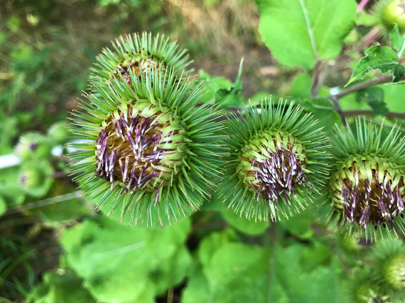 Stachelige Gewächse