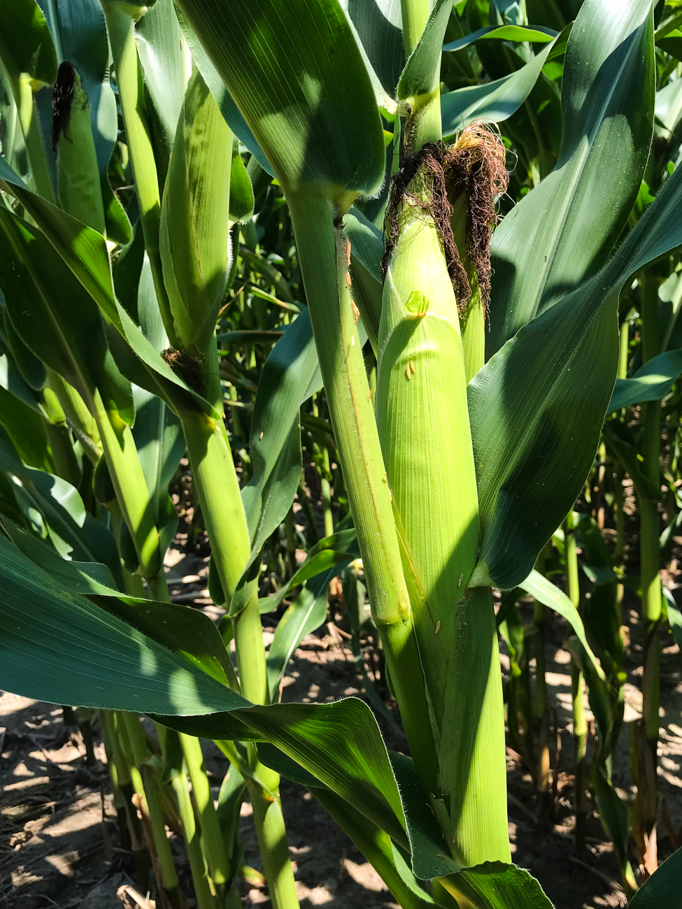 Der Mais ist fast reif