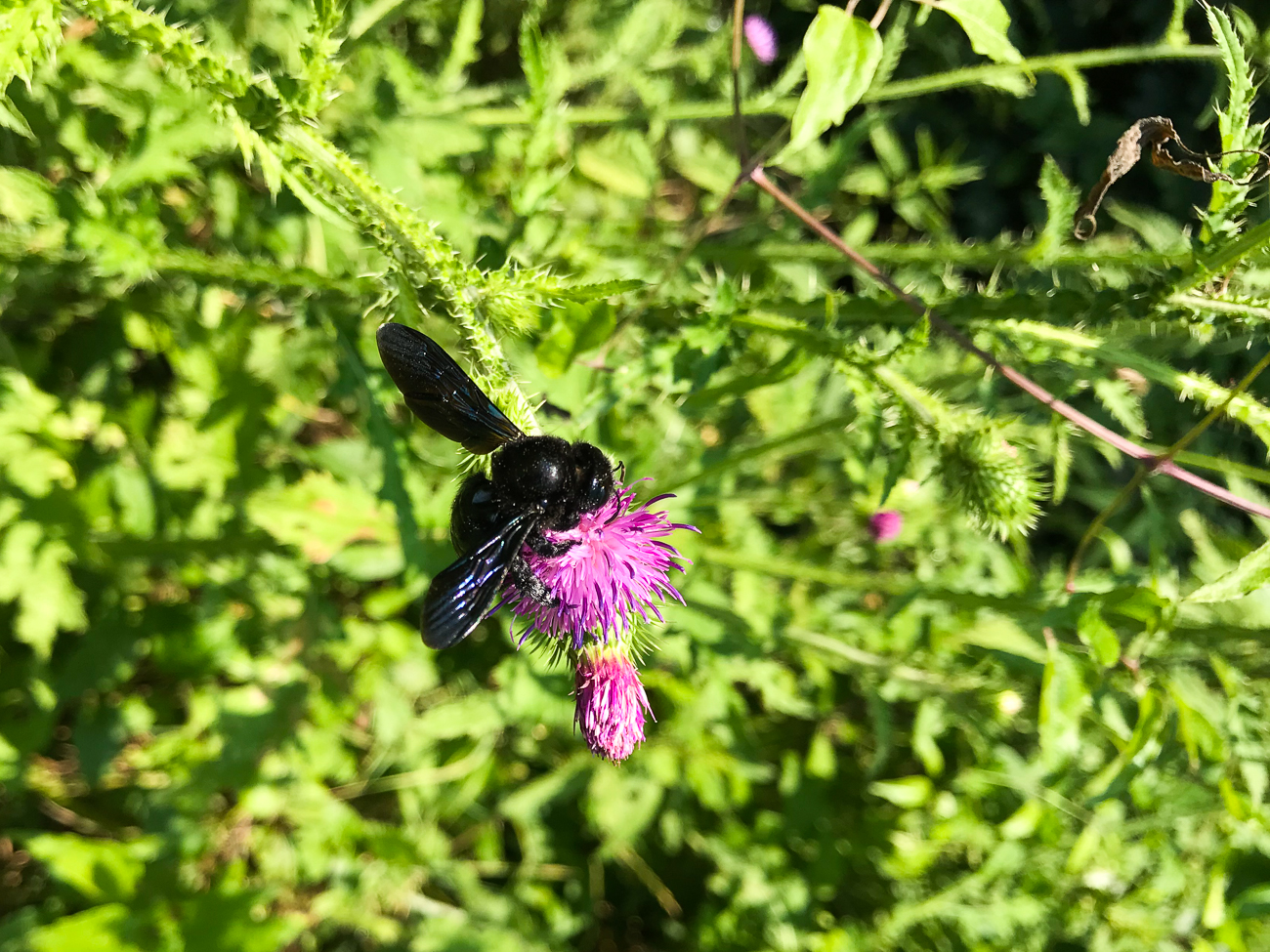 Holzbiene (Xylocopa)