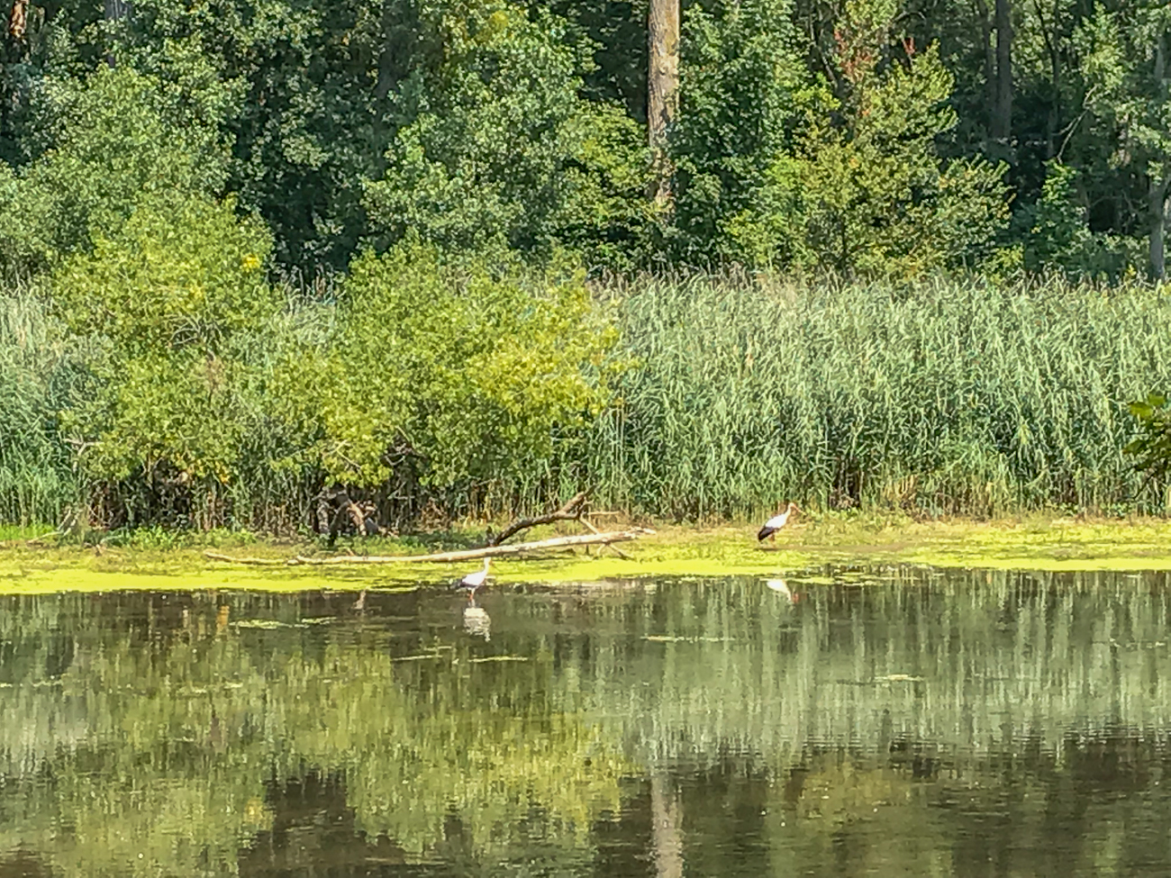 Leider schlechtes Storchenbild, weil nur mit dem Handy gemacht und gezoomt