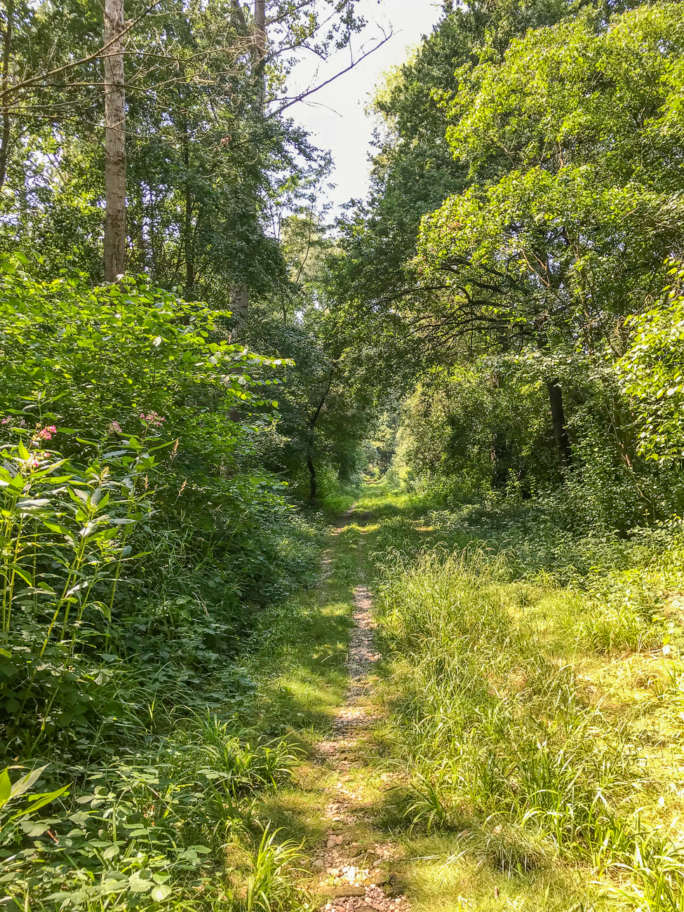Auf schmalen Pfaden geht es dann durch den Auenwald