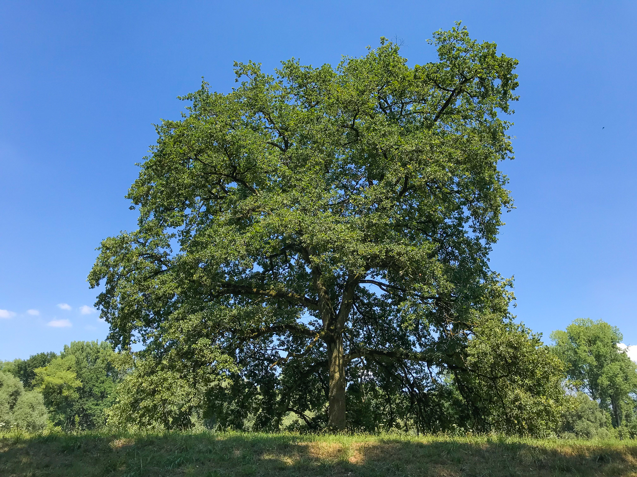 Schöner Baum