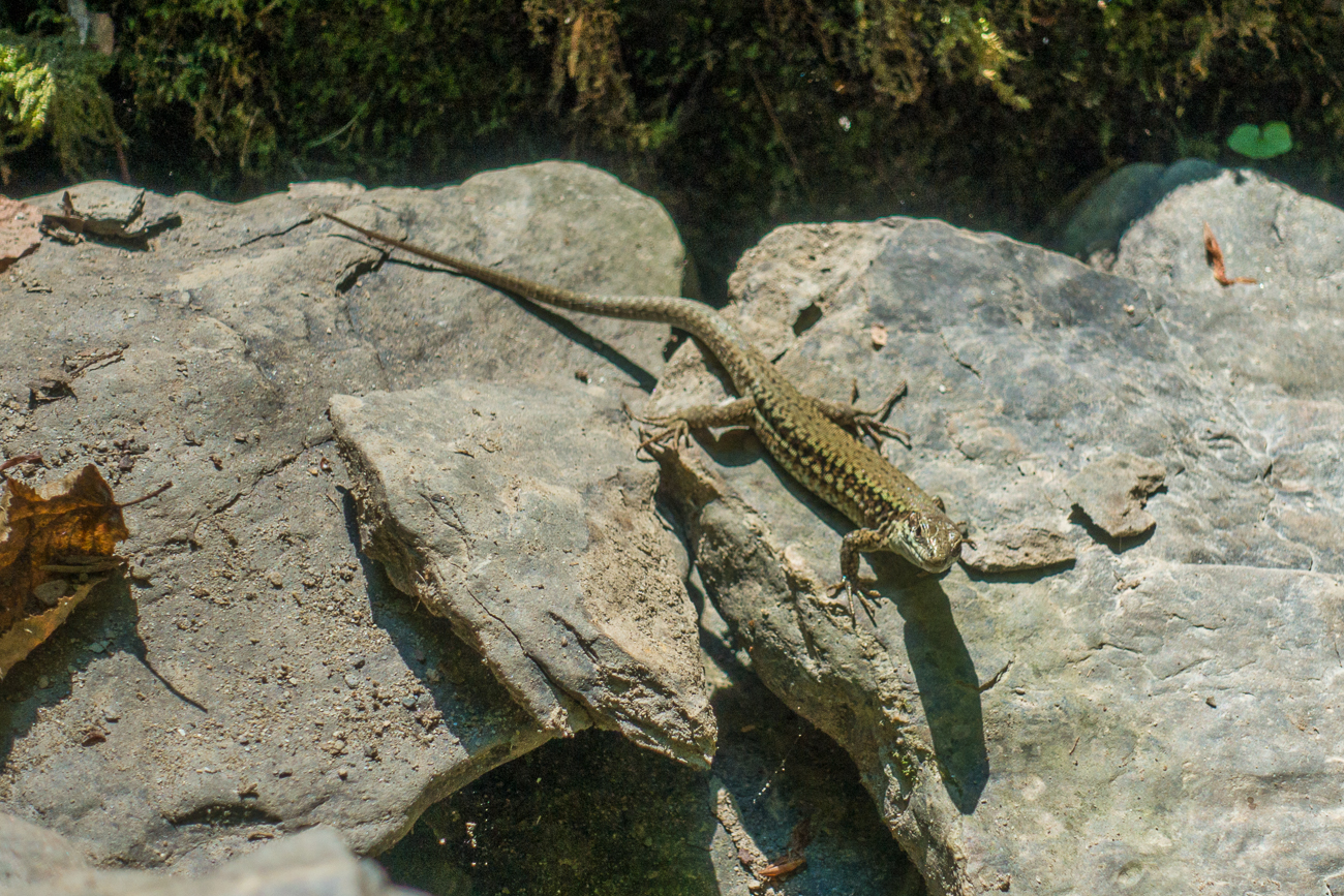 Eidechse beim Sonnen