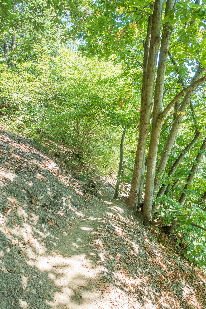 Der schattige Wald tut nach der Anstrengung gut