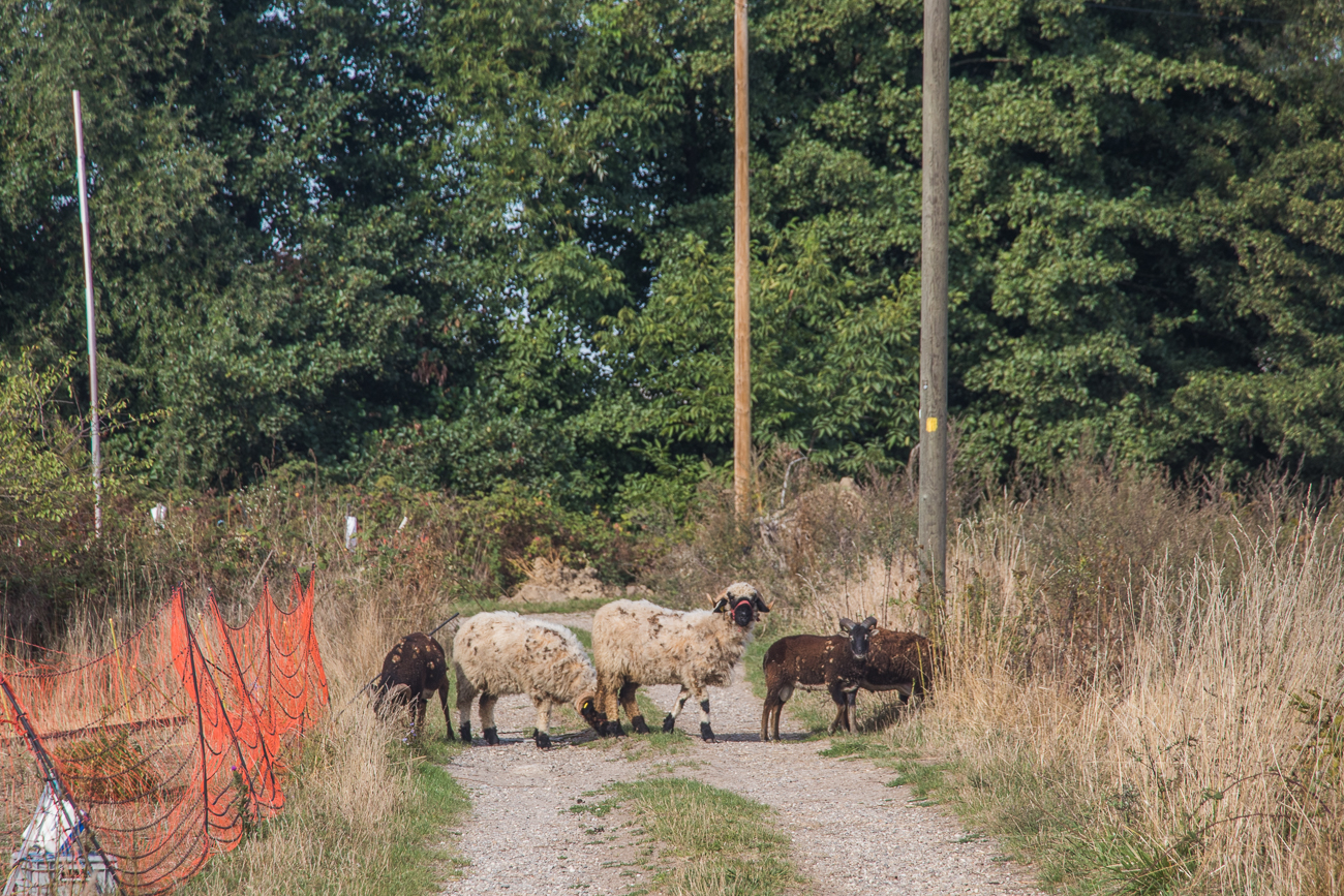 Einige Schafe sind aus ihrem umzäunten Weideplatz ausgebrochen ...