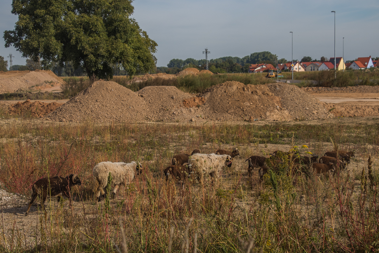 ... und machen sich aus dem Staub