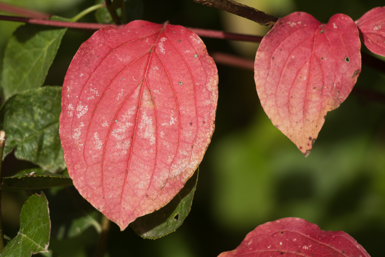 Frühherbstliche Farben