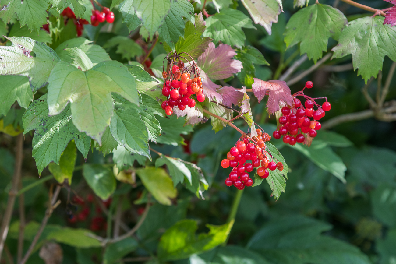 Überall zeigen sich reife und überreife Beeren
