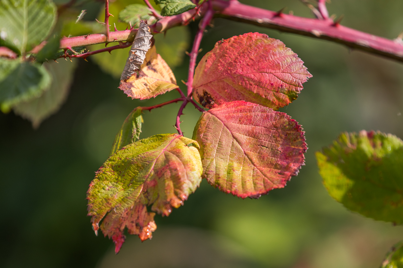 Brombeerblätter