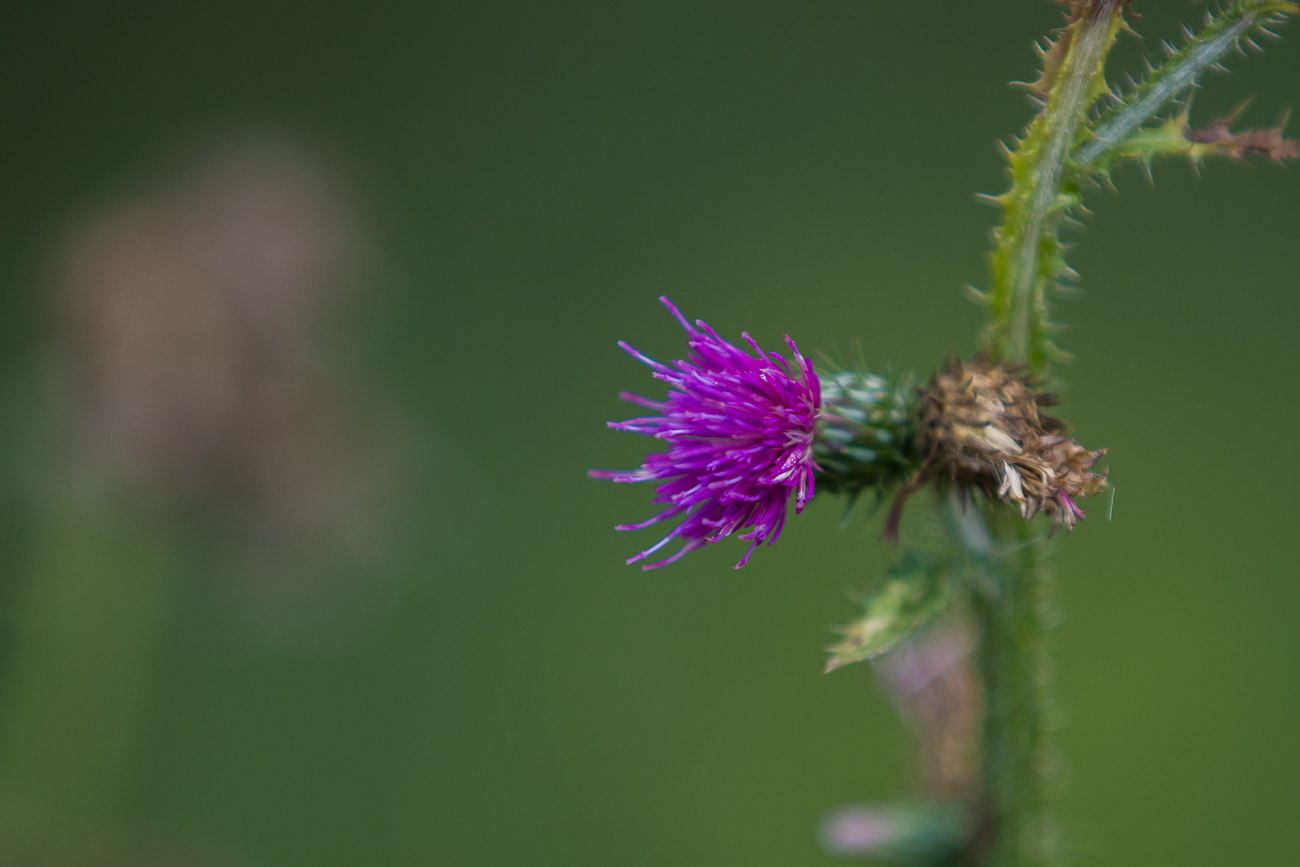 Distel