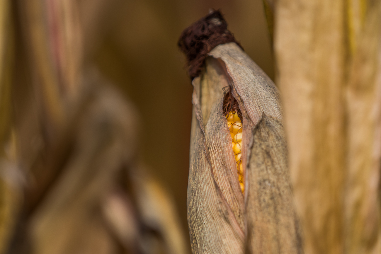 Der Mais blinzelt durch die Deckblätter