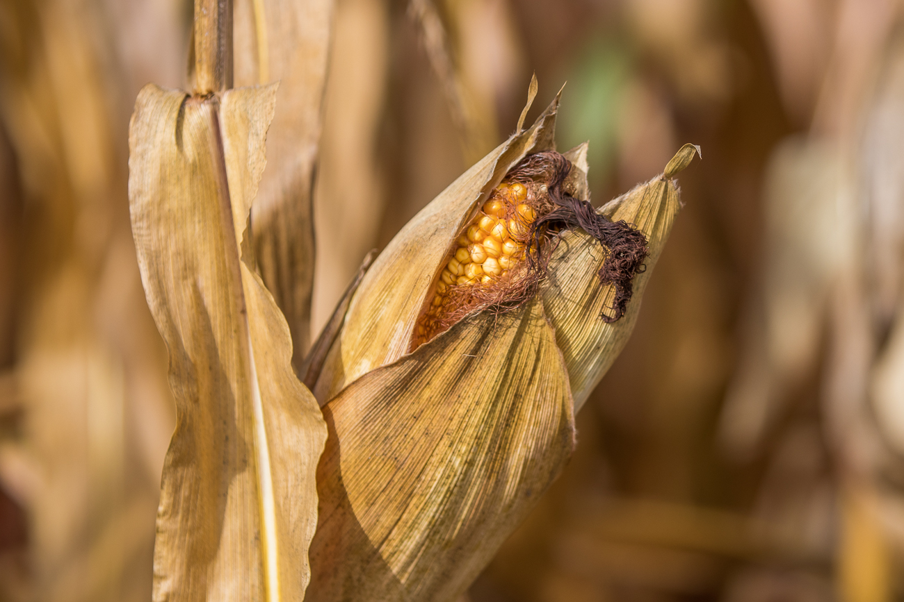 Versteckter Maiskolben ;-)