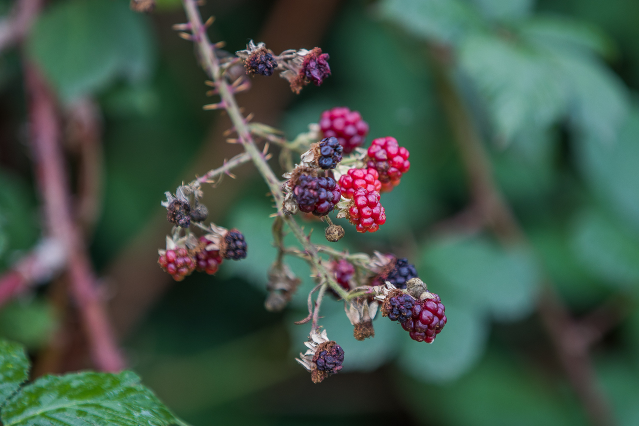 Brombeeren