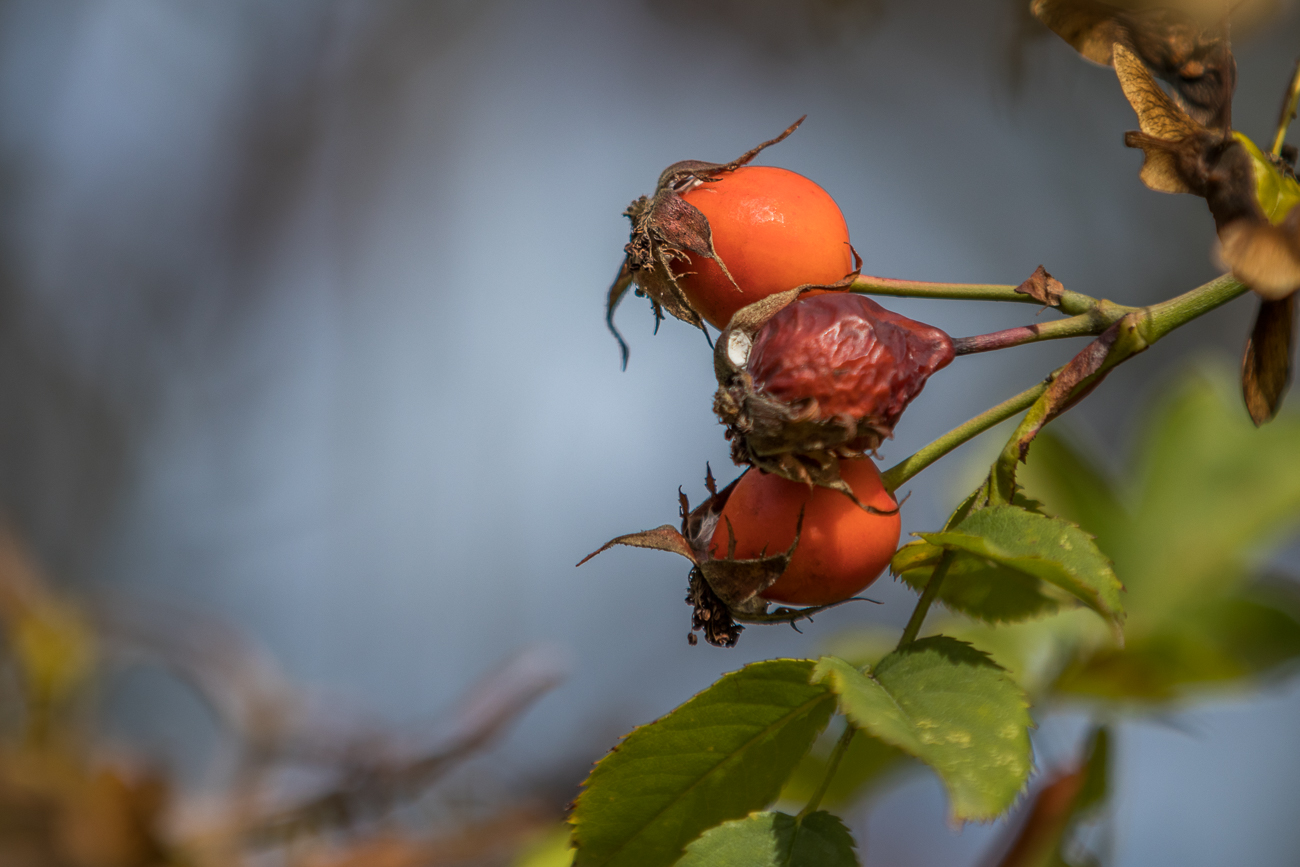 Hagebutte