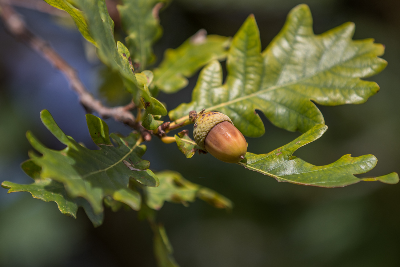 Versteckter Maiskolben ;-)
