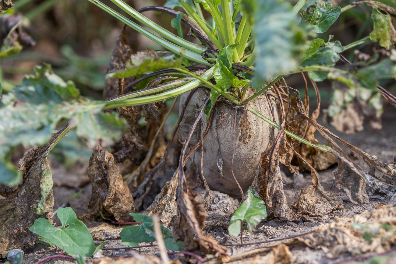 Zuckerrübe