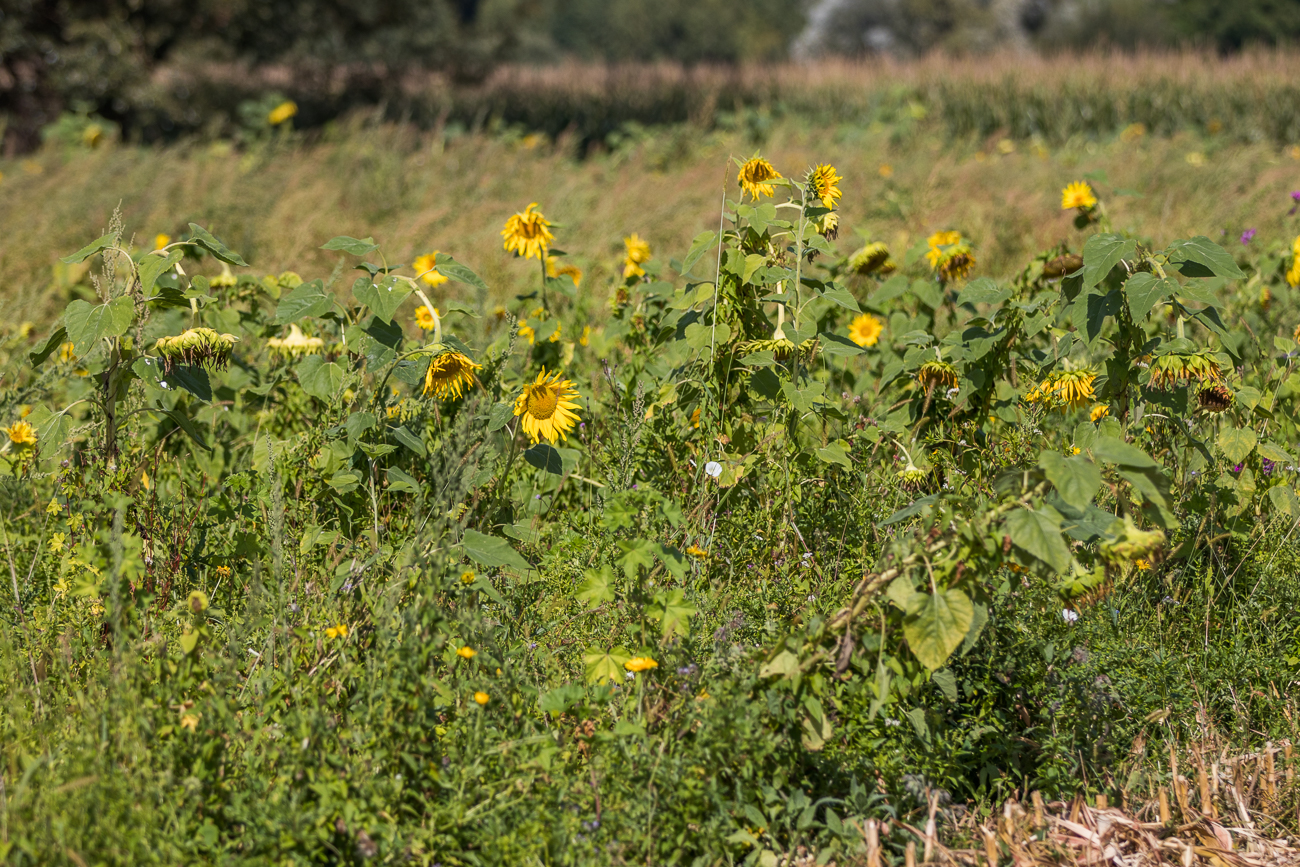 Sonnenblumenfeld