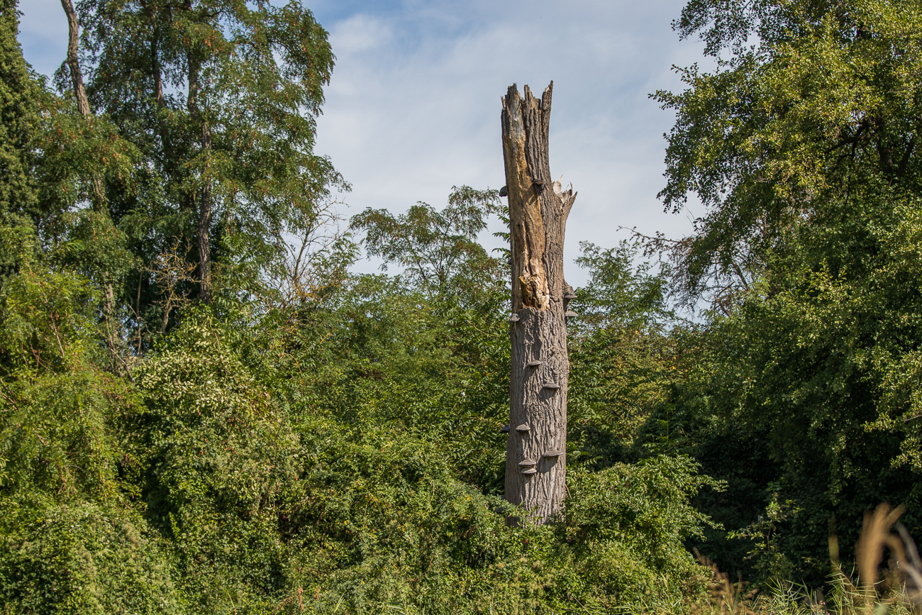 Abgestorbener Baum mit Baumpilzen