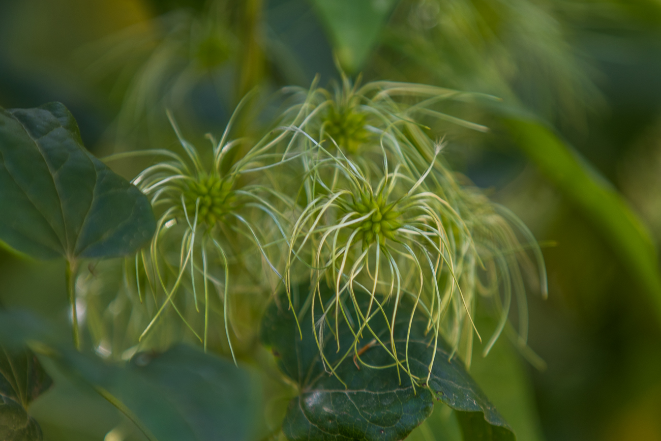 Wolliges im Frühstadium ...