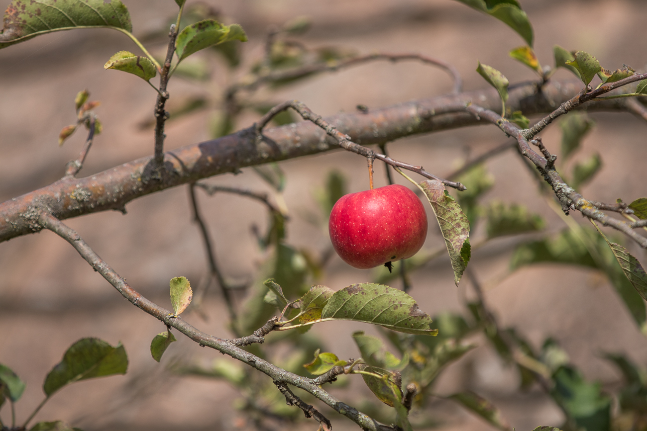 Der letze Apfel auf dem Baum