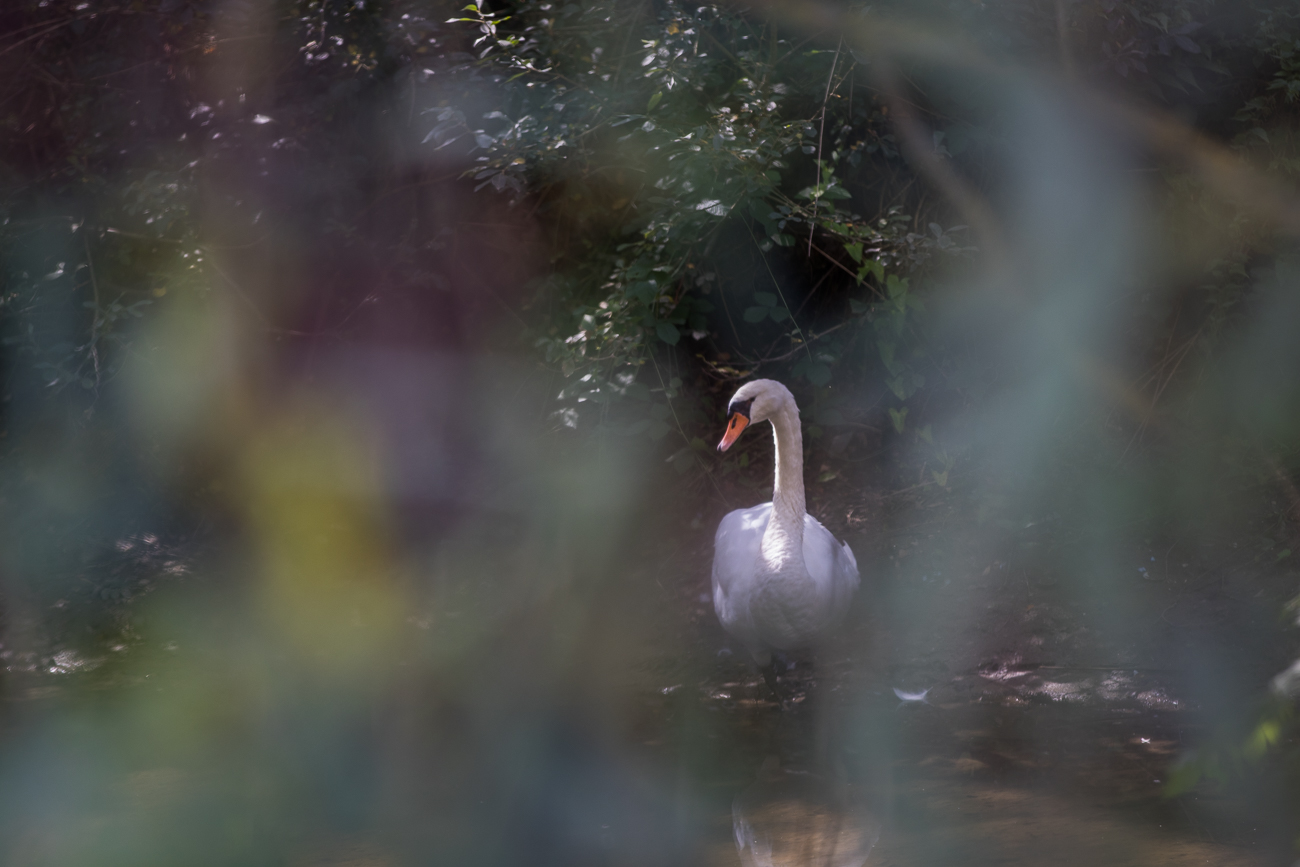 Geheimnisvoller Schwan