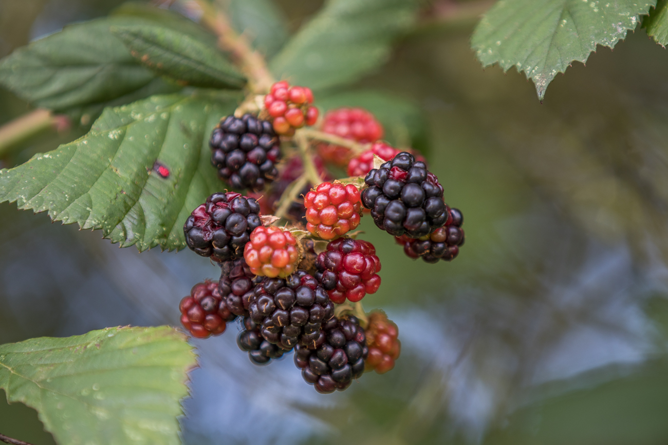 Brombeeren
