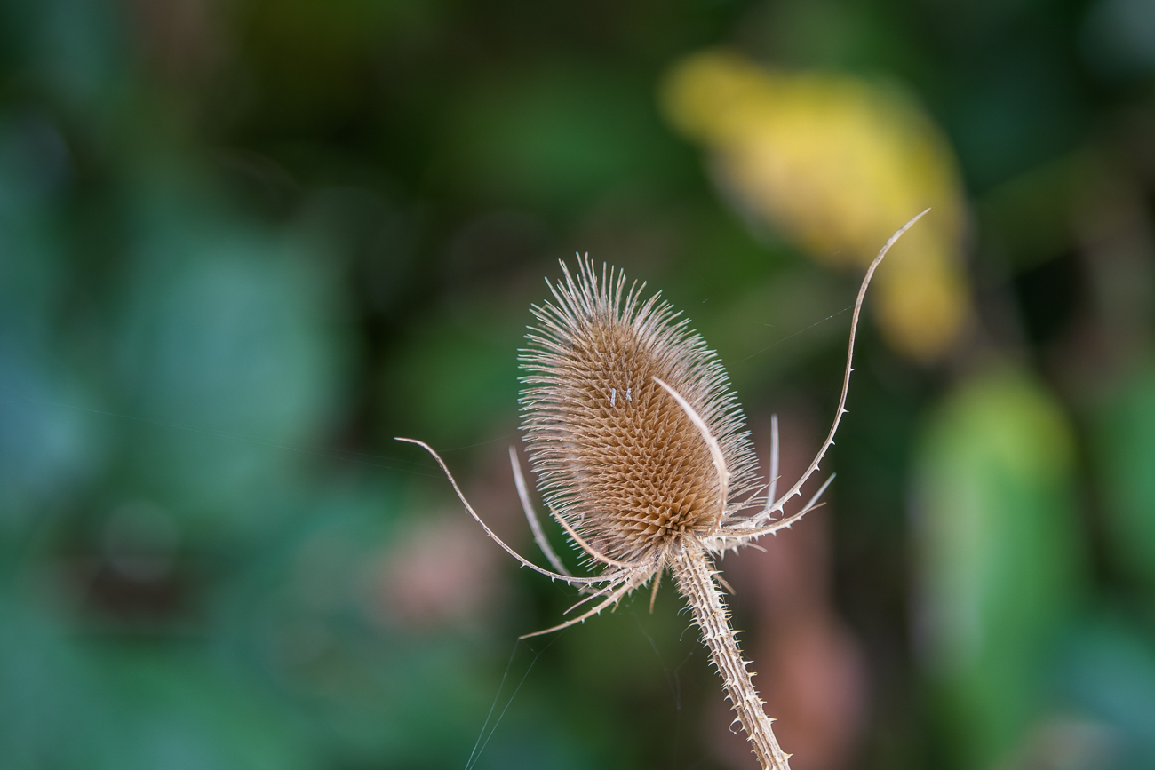 Unbekannte Schönheit I
