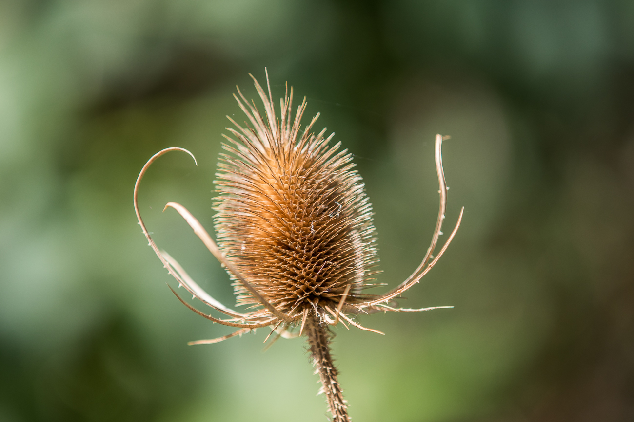 Unbekannte Schönheit II