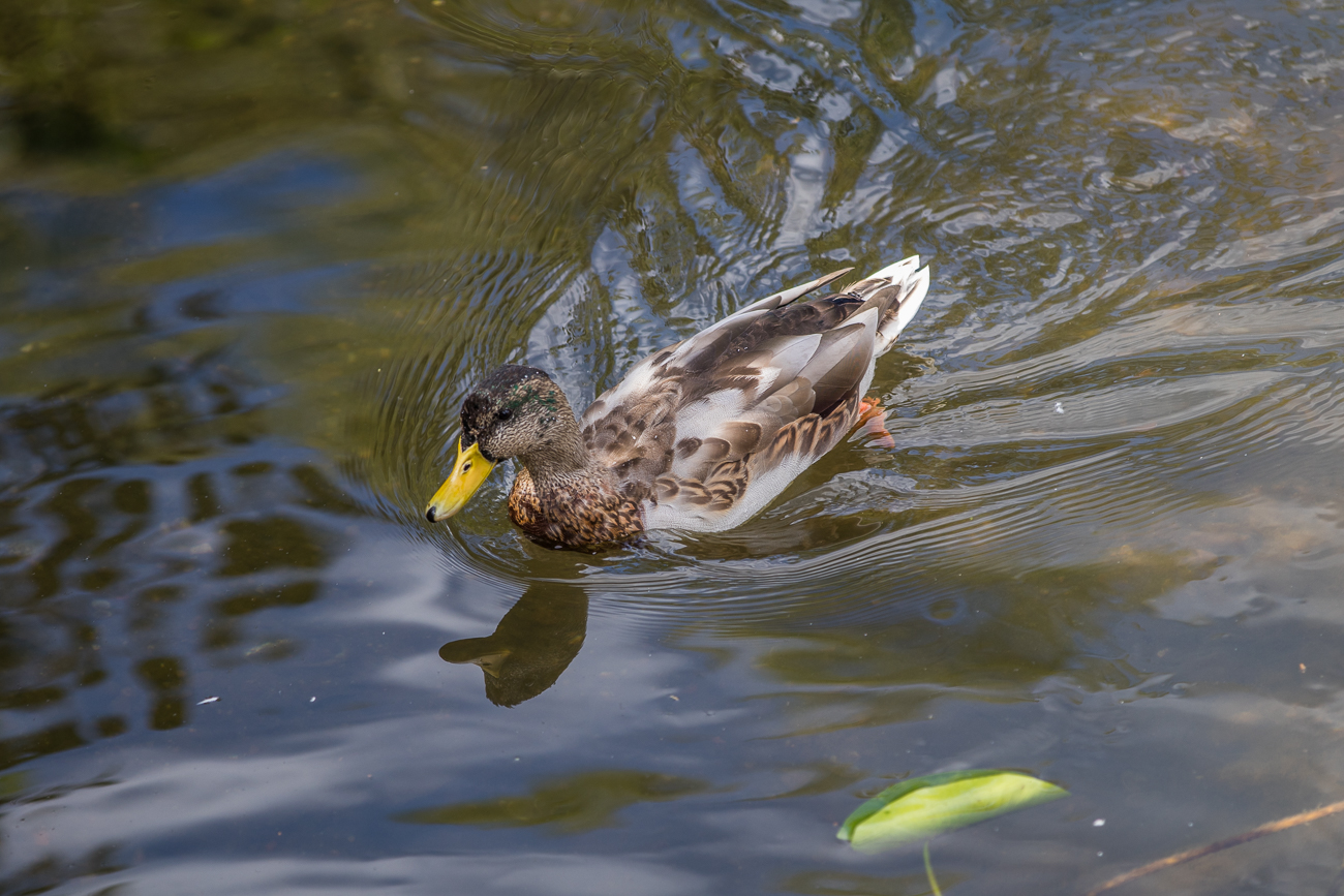 Ente gut, alles gut ;-)