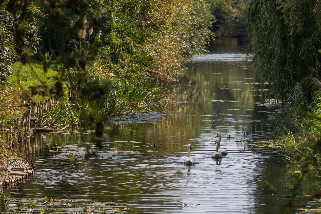 Schwäne ziehen dahin