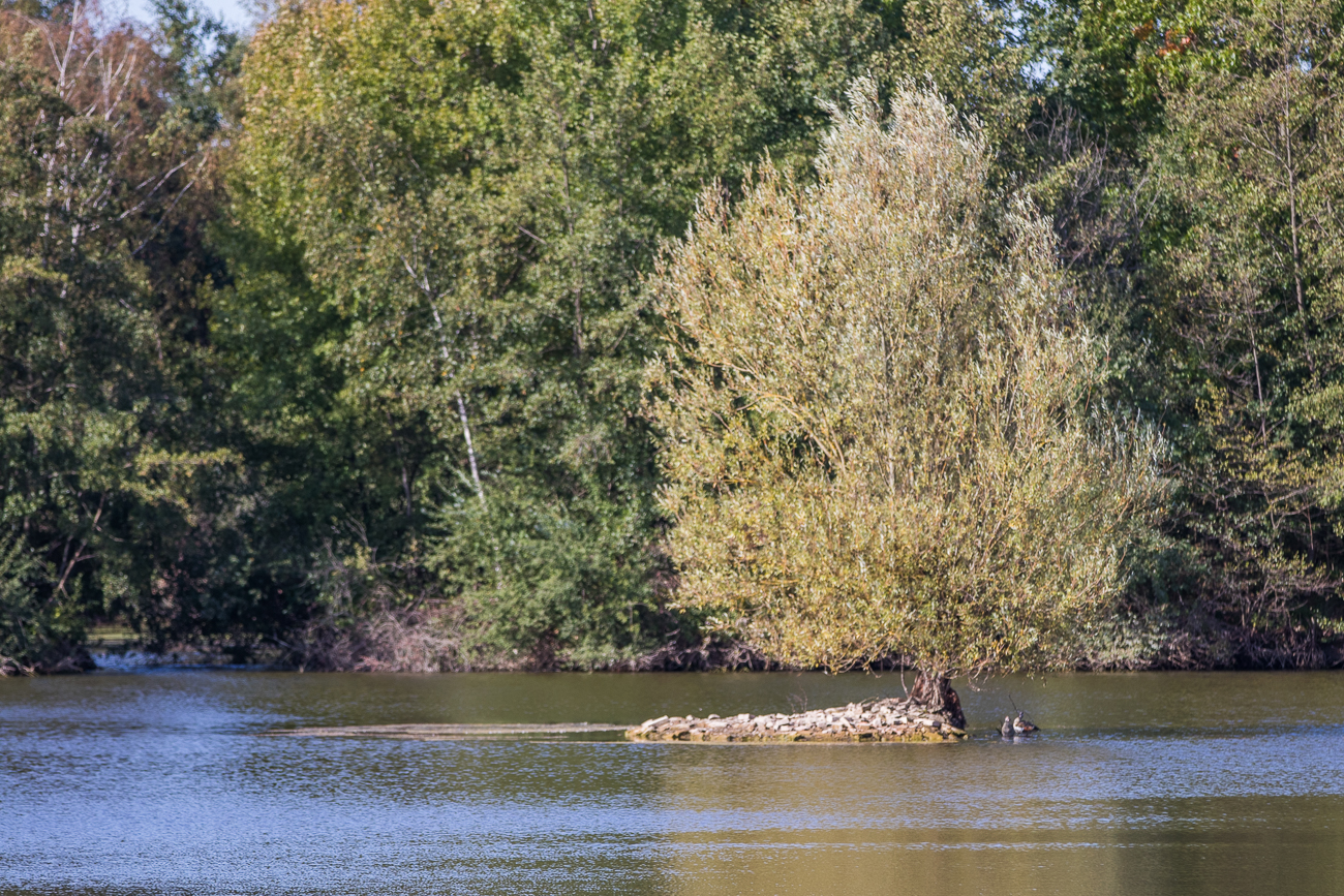 Insel und Wasservögeln