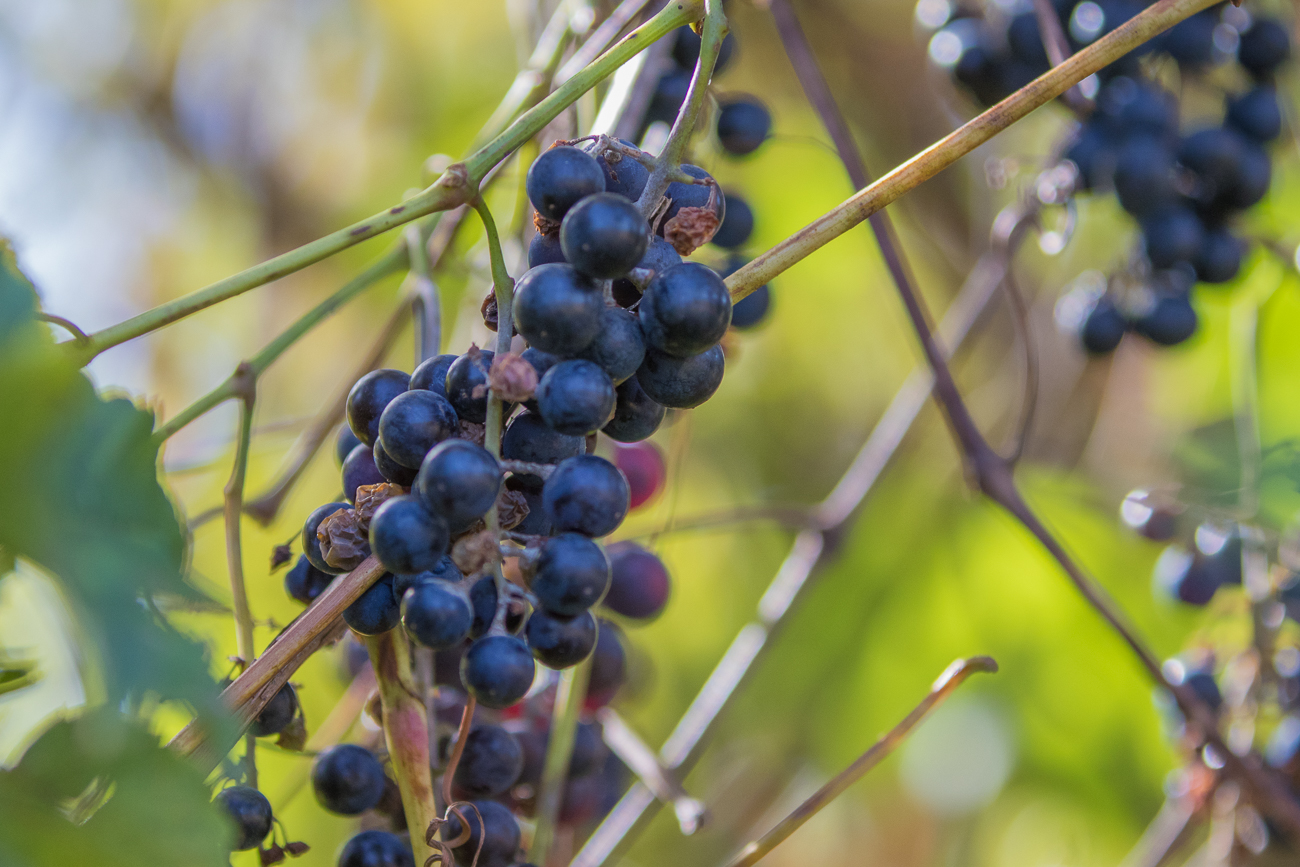 Weintrauben