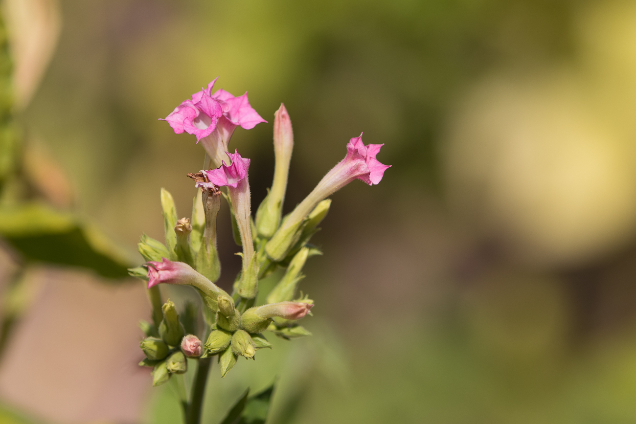 Blüten einer Tabakpflanze