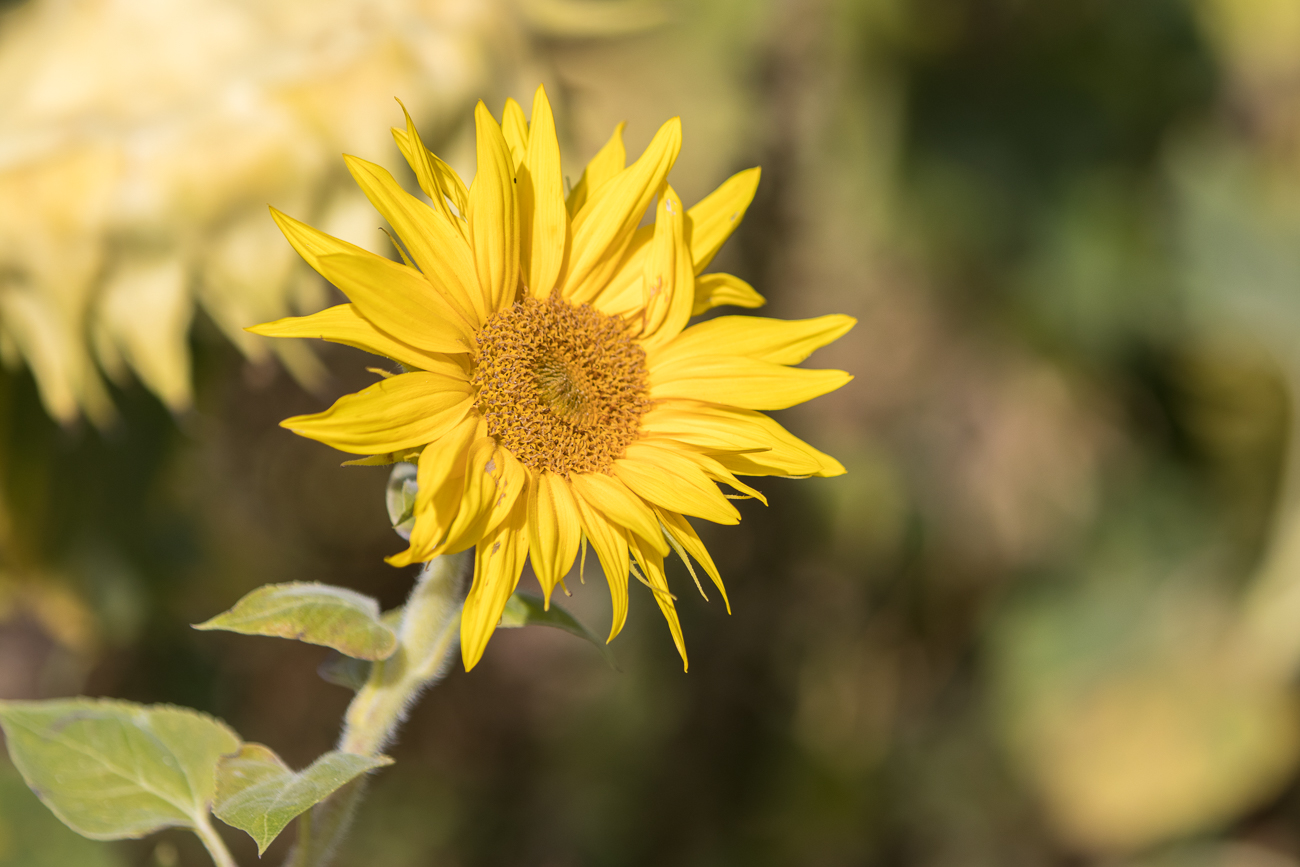 Sonnenblume