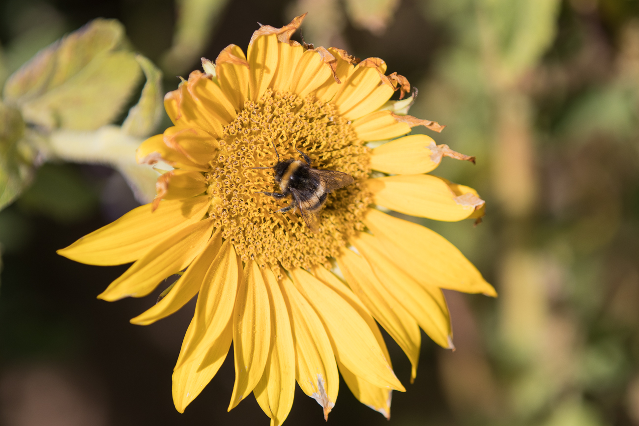 Sonnenblume mit Hummel