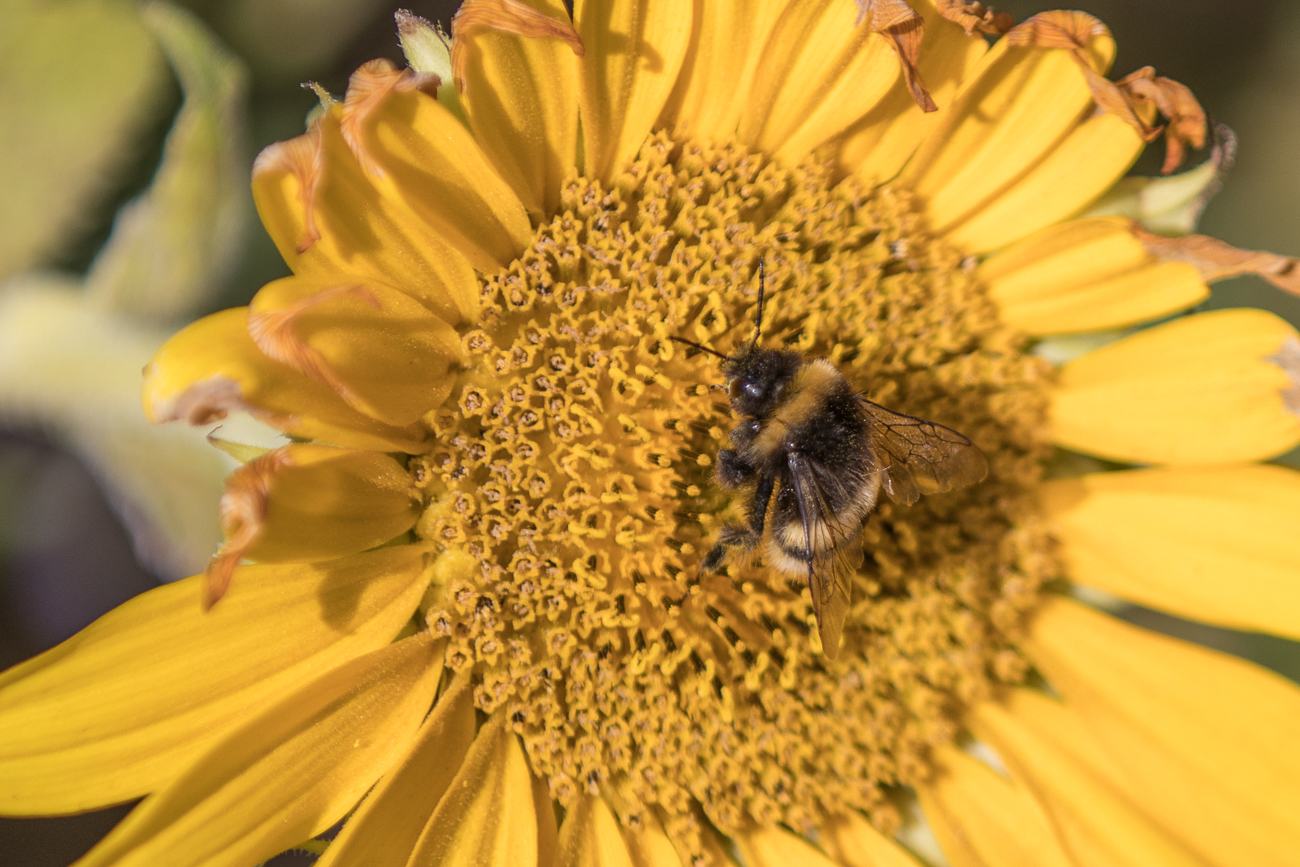 Sonnenblume mit Hummel