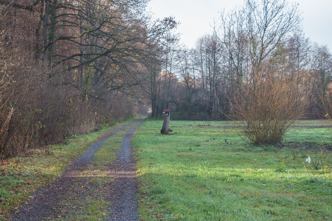 Mal schauen, was das für einm Baumstumpf ist ...