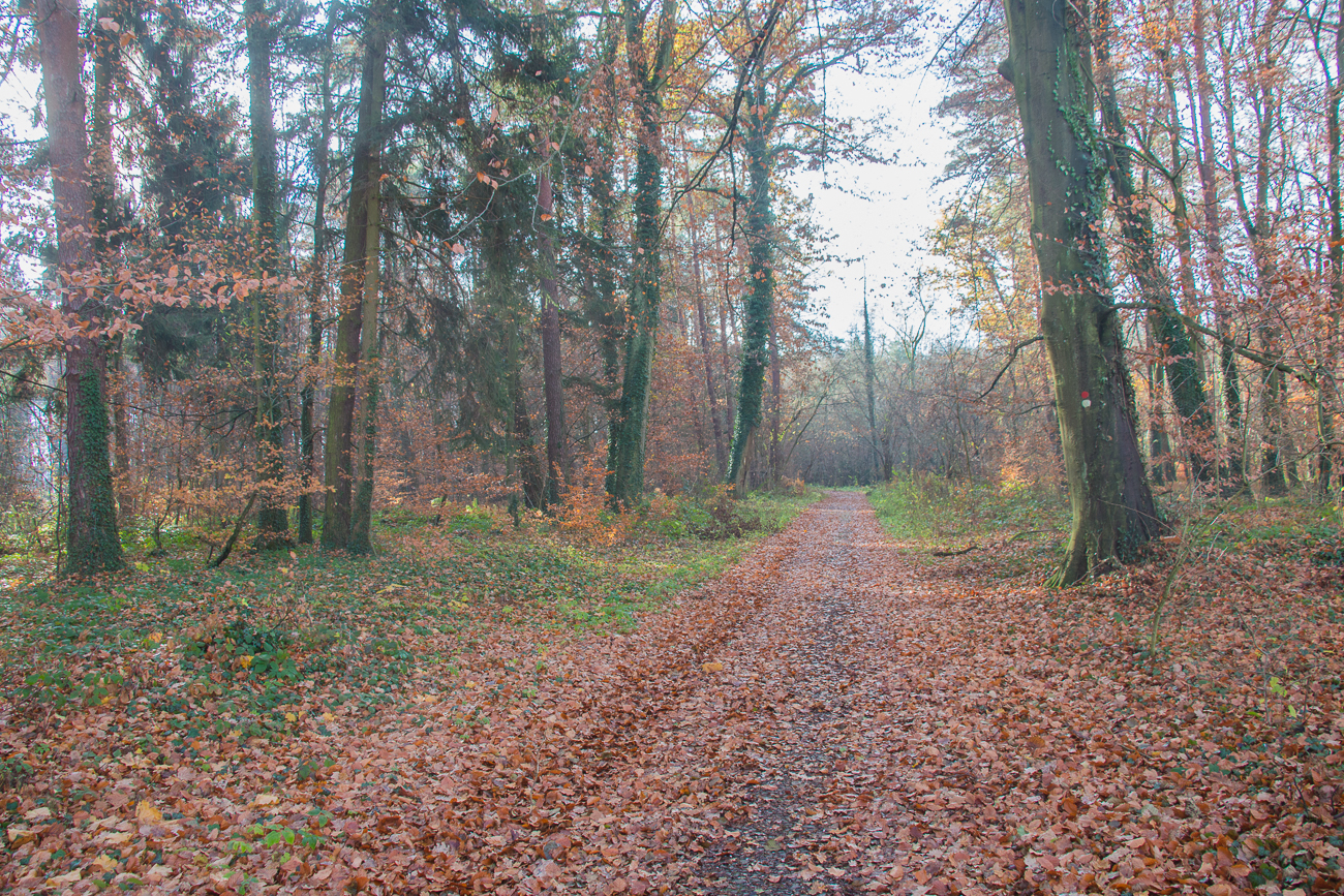 Waldweg bei Schaidt