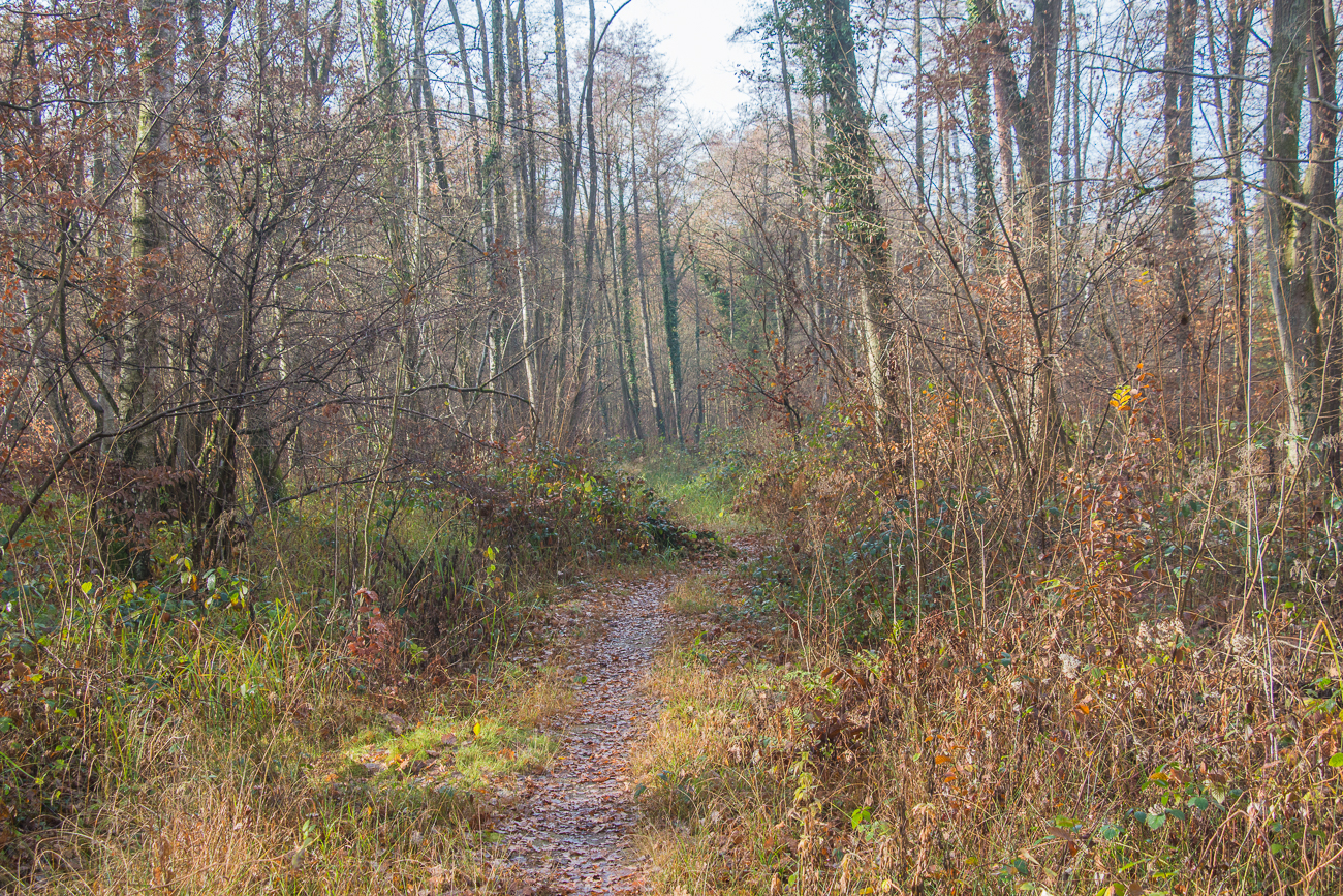 Pfad zu den ehemaligen Panzergräben ...
