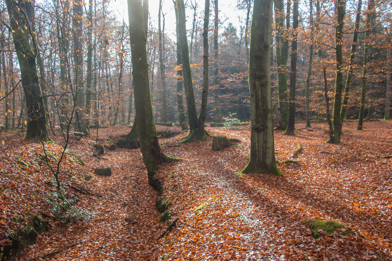 Kaum zu sehender Weg am Heilbach entlang - wäre auch eine schöne MTB-Strecke ;-)